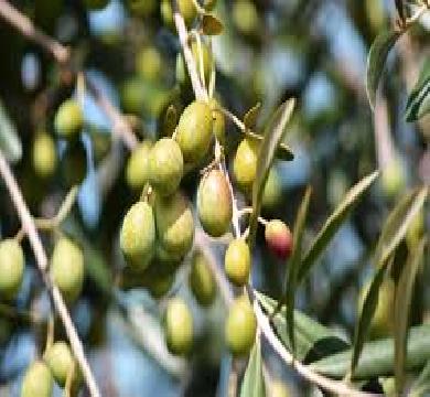 زيادة في صادرات تونس من الزيتون 47 %